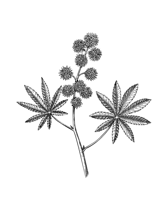 Castor oil plant sketch. Castor bean drawing. Poisonous plant hand-drawn vector illustration. Alternative medicine design element. NOT AI generated